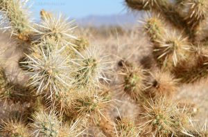 dJKW_5670web Cactus in the Desert.jpg